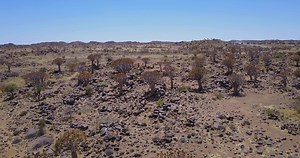 Quiver trees of Namibia, unique nature
