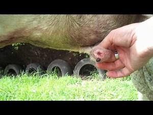 An ugly tick on a sheep