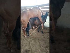 Acasalamento de Cavalo e Égua de Raça
