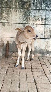 ​"Little Calf Cries for Mom! The Cutest Reunion 🥺" #shorts #youtubeshorts #calf #cow