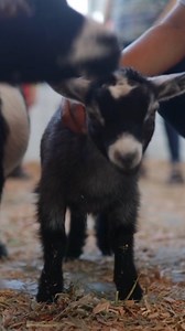 Today we're celebrating the incredible animals that make our farms thrive – and giving a special shoutout to the amazing work done by 4-H and FFA organizations at the State Fair! From raising livestock to showcasing their skills, these young farmers exemplify dedication, hard work, and a deep love for their animals. Let's show our appreciation for their passion and commitment to agriculture! #NationalFarmAnimalsDay #FairAnimals #FarmAnimals #FFA #4H | Oregon State Fair