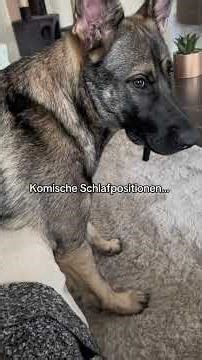 Wir vermissen dich so sehr 😞#hund#seelenhund#bestefreunde#kangal#schäferhund#verlust#trauer