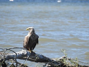 18K views · 346 reactions | Regele aerian al Deltei Dunării - mărețul...