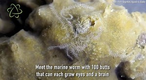 2.5K views · 23 reactions |  A marine worm from waters near Australia has a branching body that divides into multiple posteriors. In other words: It has a lot of butts. For more on this story, visit LiveScience https://trib.al/gNczyec | LiveScience | Facebook