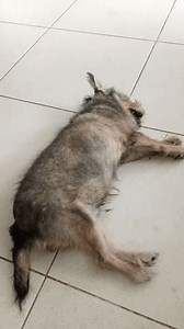 呼吸沉重的睡狗 库存影片视频（100% 免版税）3647244699 | Shutterstock