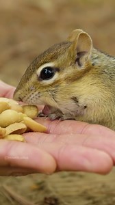 36K views · 605 reactions | Chipmunk Eating Nuts From hand Wincent Zbktg #nature #wildlife #squirrel | HAWI Studios | Facebook