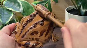 Croaking Pac-man Frog Guiro - Etsy