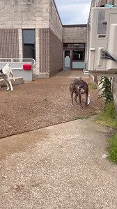 Gateway Pet Guardians on Reels | Facebook