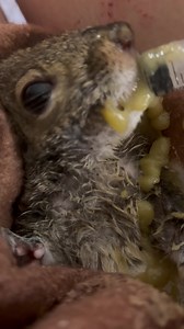 6.7K views · 1K reactions | Little hot mess Havlin❤️️ | Secret Squirrel Wildlife Rehabilitation | Facebook