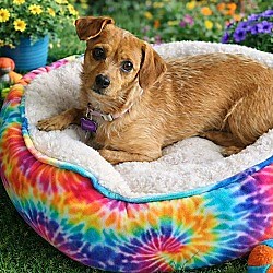 Phoenix, AZ - Cairn Terrier/Chihuahua. Meet Clementine a Pet for Adoption - AdoptaPet.com