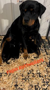 Babes transferring out of the whelping box and learning how to go potty in the litter box #Papinproud #puppyculturebabes #perfectpapinpup | Papin Rottweilers