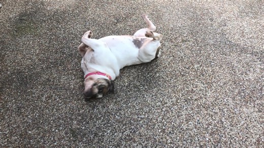 7.5K views · 23 reactions | Hot Lips recently returned to rescue and...