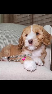 4.5K views · 383 reactions | Small Mini Multigen Australian...