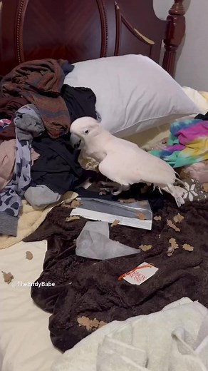 74 reactions · 5 comments | Ever imagined a cockatoo jamming to the Backstreet Boys?  Check out this short clip of Misha, showing off his whistle skills to a BSB classic! 列❤️ #MishaJams #BackstreetBoys #BirdsGotTaste #WhistleSkills #CockatooLove #MusicLoverBird #BSBandBirds #MishaTheMoluccan #BirdyBeats #BSBForever | The Birdy Babe | Facebook
