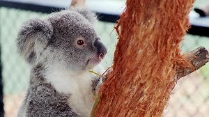 Cute Koala Bear chewing on Eucalyptus Leaves