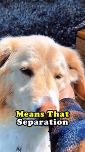 Do dogs remember the owners | Woof Passion