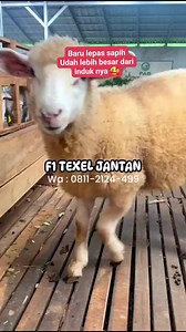 11K views · 86 reactions | F1 Texel Original Pertumbuhannya luar biasa Admin PAB Hadi Arianto #PAB #TexelFB #TEXELFULLBLOOD #TEXELORIGINAL | PAB Peternakan Anak Bangsa | Facebook