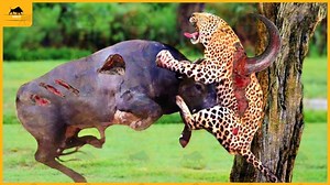 18K views · 356 reactions | 15 Moments Hippo Saves Animals From Brutal Predators Animal Fights | Jeremiah Walters | Facebook