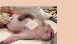 28K views · 201 reactions | Trường hợp siêu âm khó... Các đồng nghiệp đừng tham khảo  Yes, we scan!!! | Sản phụ khoa Minh Nguyên Hà Nội | Facebook