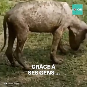 10K views · 1K reactions | Personne n’osait le toucher de peur de lui faire du mal ou d’être infecté. Sa peau était toute raide à cause de la gale. Mais il était encore temps de l’aider à guérir ! | Social | Facebook