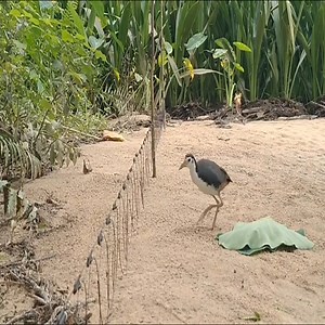 10K views · 144 reactions | Compilation of bird trap videos #03 | Birds TV | Facebook