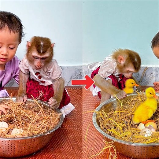 61K views · 1K reactions | Monkey Kaka and Diem were surprised to see the ducklings hatch | Video BiBi | Facebook