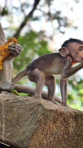 Jester was in Hand of Monkey Pepper | Lovely Monkey