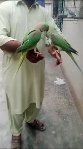 2K views · 134 reactions | Alexandrine Parakeets. #SyedOvaisBilgrami | Syed Ovais Bilgrami | Facebook