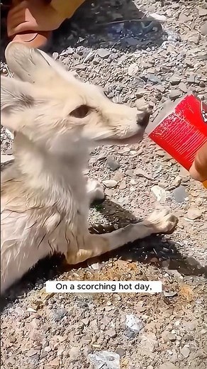 A couple rescued a dehydrated fennec fox and adopted it