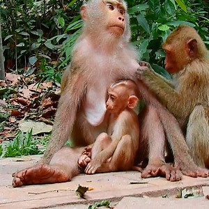 1.8K views · 48 reactions | baby monkey request milk mom | Monkey TV Daily | Facebook