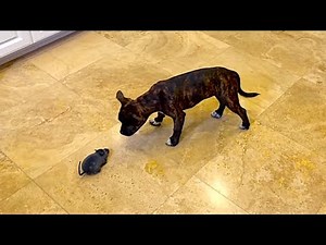 Puppy reacts to a Remote controlled Rat