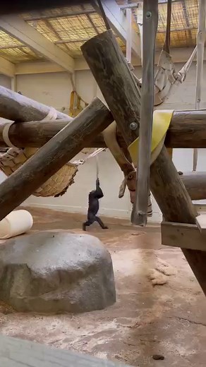 13K views · 50 reactions | Bonobos love to play, even as adults! Not only will they play with their enrichment swings, ropes, and toys, but some will play with guests through their enclosure window too!  Keeper Audrey #primate #ape #bonobo #love #animals #memphiszoo #endangered | Memphis Zoo | Facebook