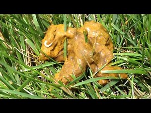 Tapeworm in Dog Poop