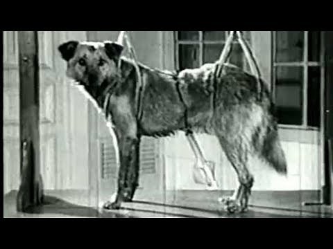 The Pavlov's Experiment | Classical Conditioning