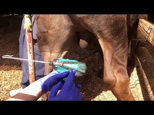 Drill Castration for calves, Japanese 243 style (伏見式捻転去勢、Henderson's castration)