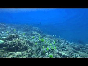 Le Perouse Bay Snorkeling