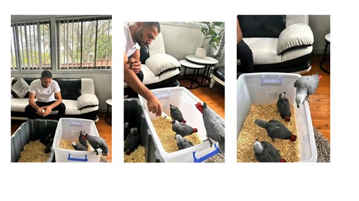 ✨ AFRICAN GREY PARROTS – Available for Rehoming ✨ We have adult and...
