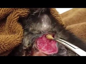 Amazing Popping huge blackheads From Dogs and BEST Pimple Popping Animals #6