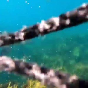 Zıpkıncı Spearfishing Turkey on Reels