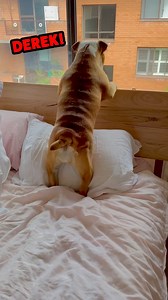 461K views · 5.6K reactions | Send This To Derek!  | Rufus Goodboy | Facebook