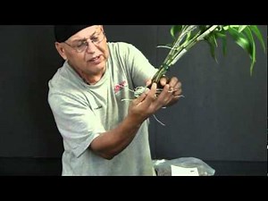 Repotting a Dendrobium