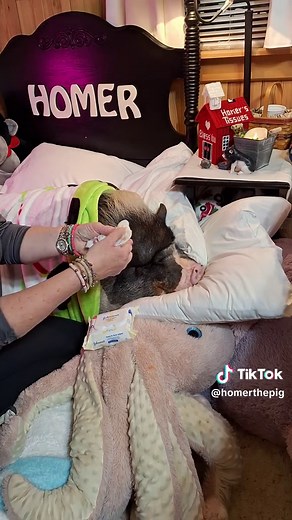 Homerthepig on TikTok