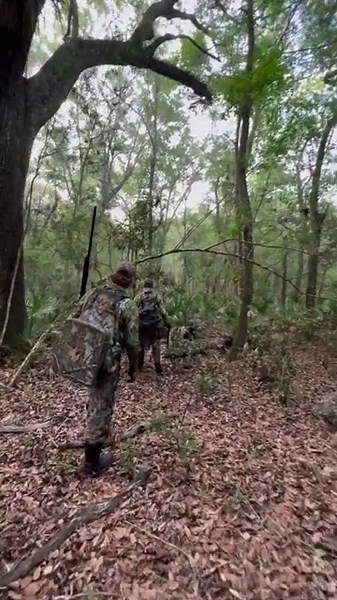 1K views | Florida Outdoor Experience offers a three-day Turkey Package, consisting of three morning hunts and three afternoon hunts. While there are no guarantees in turkey hunting, we have had an incredible success rate giving hunters the opportunity to harvest a mature Osceola on our farms! floridaoutdoorexperience.com Credit: Over Under Clothing | Florida Outdoor Experience | Facebook