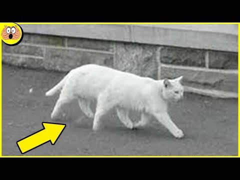 2.5K views · 100 reactions | Ces chats sont rares et uniques | Histoires incroyables | Facebook