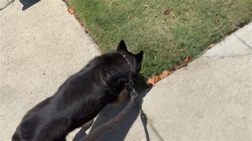 I was on a walk with my puppy and thought. How AWESOME would it be to have a DRAGON on a leash. So I added one in blender. To track this Video was a HUGE pain in the butt. I also have trouble with adding walk cycles into my scenes. Is there a way to not have them slide? Cheers | Phil.Flock