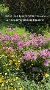 🦋 A true butterfly magnet! | Mt. Cuba Center