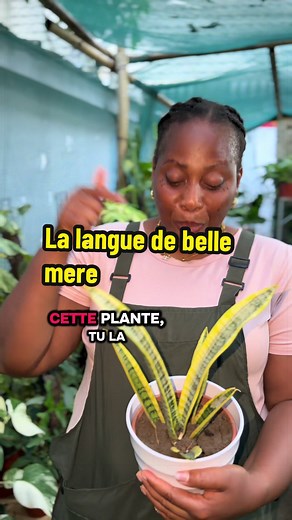 La langue de belle-mère (Sansevieria) - soins et conseils Abidjan