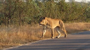 3.7K views · 86 reactions | Lioness hastily walking on the road limping #life #viral #wild #reels #episode #wow #reelsfb #video #nature #epic #story #safari #trend #amazing #africa #wildlife #trending #canon #adventure #AfricanBushKingdom | African Bush Kingdom | Facebook