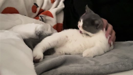 TikTok의 레오와 레레