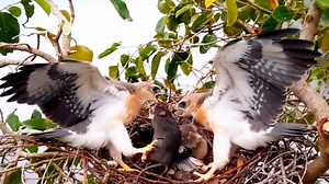 7.2K views · 100 reactions |  “Double Power! Black-winged Kite Parents Deliver Prey to Their Hungry Chick 礪” | Review Bird All | Facebook